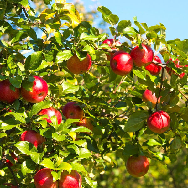 30 SEPTEMBRE. Auto-cueillette de pommes bio (Québec Vrai)