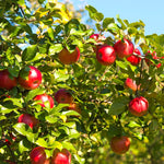7 OCTOBRE. Auto-cueillette de pommes bio (Québec Vrai)
