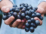 Raisin de table biologique de la ferme