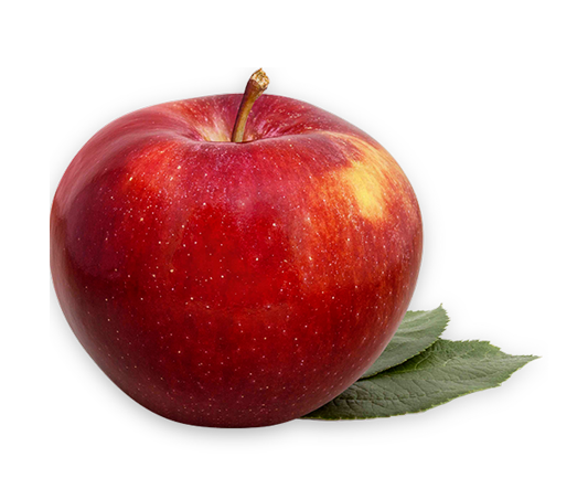Pomme SPARTAN biologique